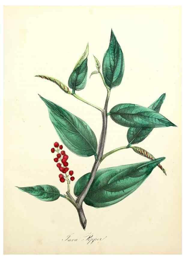 Reproducción/Reproduction 8079594179: The American flora :. New York :Hull & Spencer,1855.