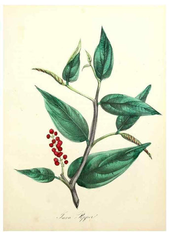 Reproducción/Reproduction 8079594179: The American flora :. New York :Hull & Spencer,1855.