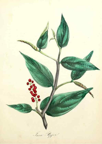 Reproducción/Reproduction 8079594179: The American flora :. New York :Hull & Spencer,1855.