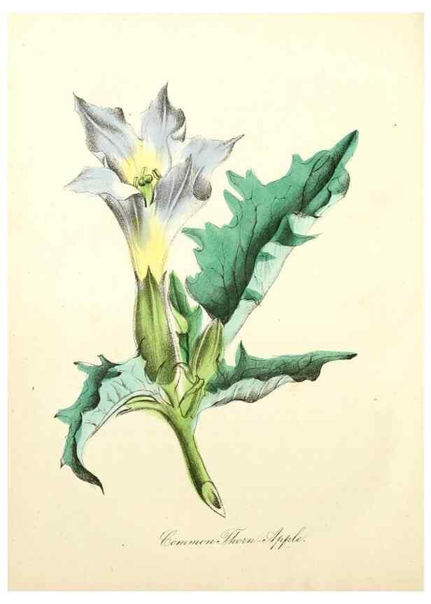 Reproducción/Reproduction 8079591891: The American flora :. New York :Hull & Spencer,1855.