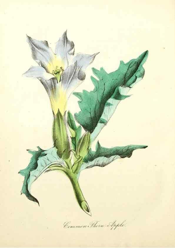 Reproducción/Reproduction 8079591891: The American flora :. New York :Hull & Spencer,1855.