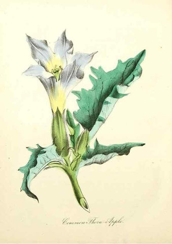 Reproducción/Reproduction 8079591891: The American flora :. New York :Hull & Spencer,1855.