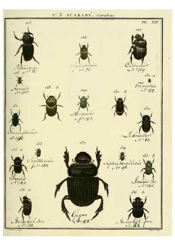Reproducción/Reproduction 8112656708: Entomologie, ou, Histoire naturelle des insectes :. A Paris :De l'Imprimerie de Baudoin,1789-1808.
