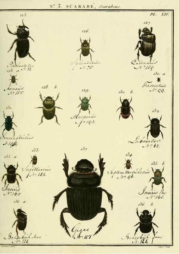 Reproducción/Reproduction 8112656708: Entomologie, ou, Histoire naturelle des insectes :. A Paris :De l'Imprimerie de Baudoin,1789-1808.