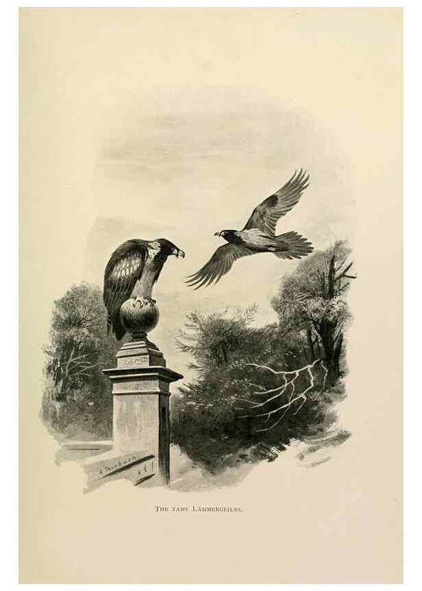 Reproducción/Reproduction 8076814036: Lord Lilford on birds:. London,Hutchinson,1903.