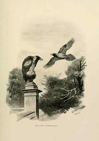 Reproducción/Reproduction 8076814036: Lord Lilford on birds:. London,Hutchinson,1903.