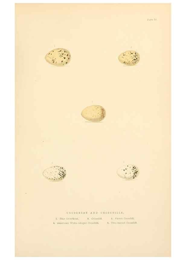 Reproducción/Reproduction 8053841687: The smaller British birds :. London :Gibbins,1894.