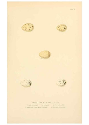 Reproducción/Reproduction 8053841687: The smaller British birds :. London :Gibbins,1894.
