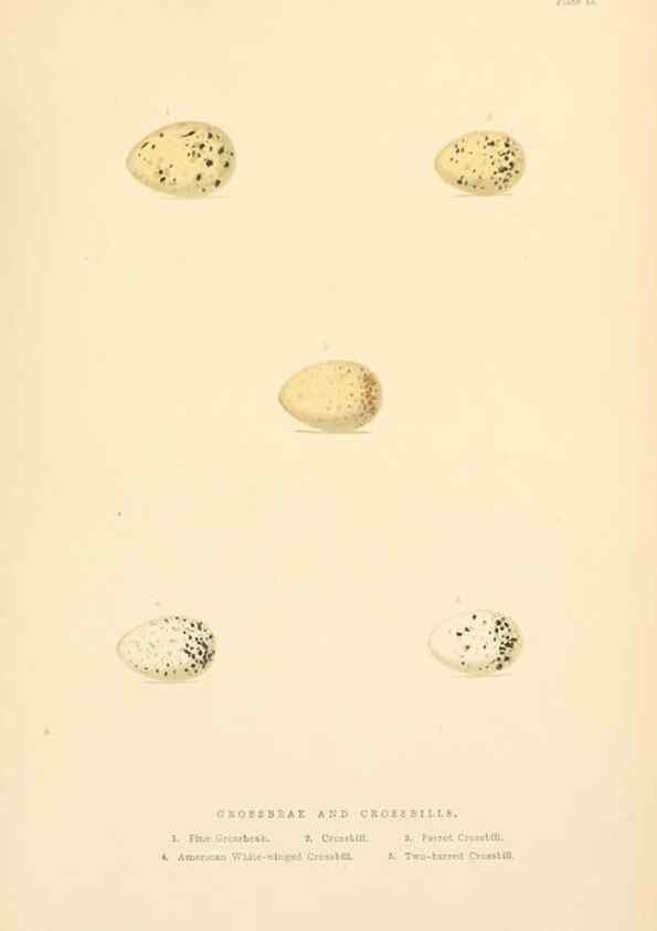 Reproducción/Reproduction 8053841687: The smaller British birds :. London :Gibbins,1894.