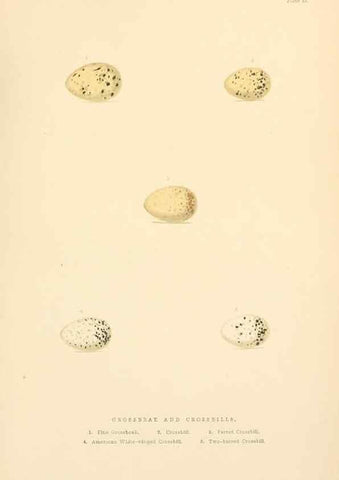 Reproducción/Reproduction 8053841687: The smaller British birds :. London :Gibbins,1894.
