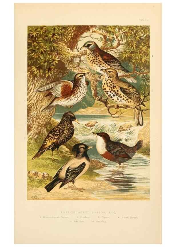 Reproducción/Reproduction 8053845896: The smaller British birds :. London :Gibbins,1894.