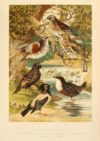 Reproducción/Reproduction 8053845896: The smaller British birds :. London :Gibbins,1894.