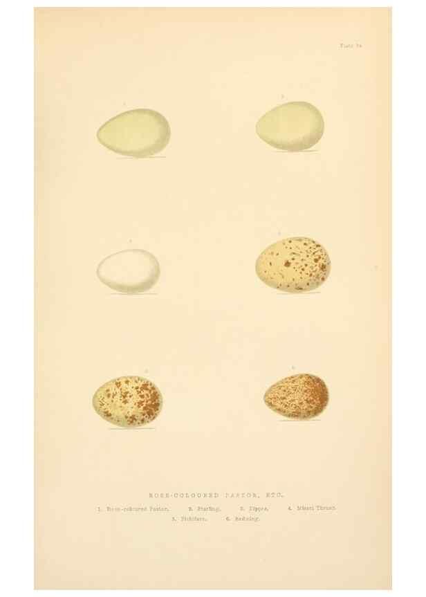Reproducción/Reproduction 8053846456: The smaller British birds :. London :Gibbins,1894.