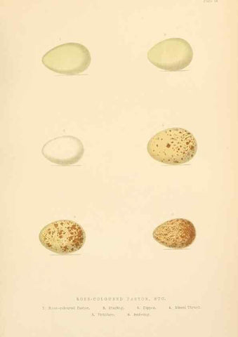 Reproducción/Reproduction 8053846456: The smaller British birds :. London :Gibbins,1894.