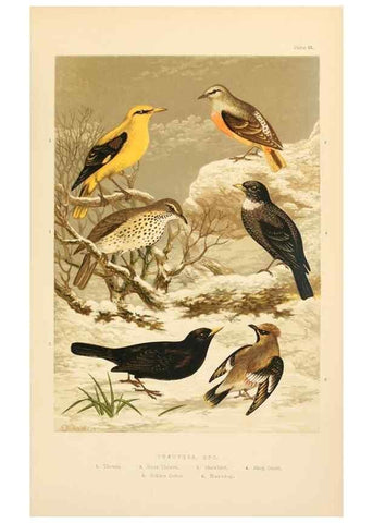 Reproducción/Reproduction 8053843593: The smaller British birds :. London :Gibbins,1894.