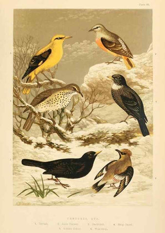 Reproducción/Reproduction 8053843593: The smaller British birds :. London :Gibbins,1894.