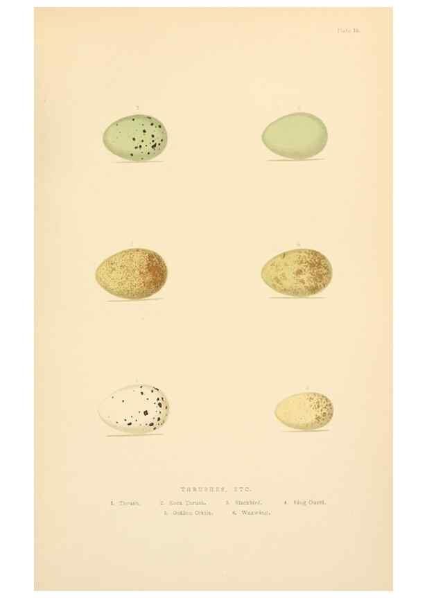 Reproducción/Reproduction 8053847306: The smaller British birds :. London :Gibbins,1894.