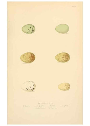 Reproducción/Reproduction 8053847306: The smaller British birds :. London :Gibbins,1894.