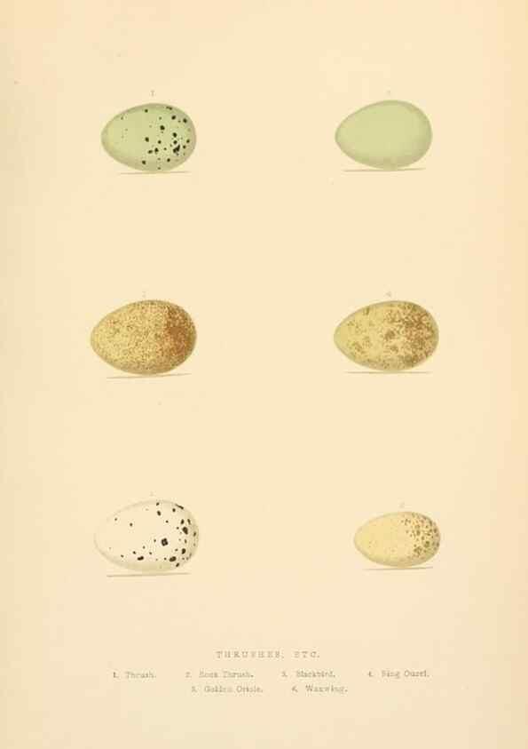 Reproducción/Reproduction 8053847306: The smaller British birds :. London :Gibbins,1894.