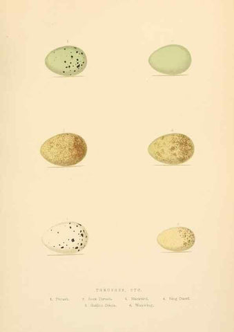 Reproducción/Reproduction 8053847306: The smaller British birds :. London :Gibbins,1894.