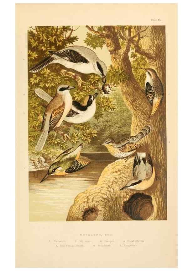 Reproducción/Reproduction 8053844549: The smaller British birds :. London :Gibbins,1894.