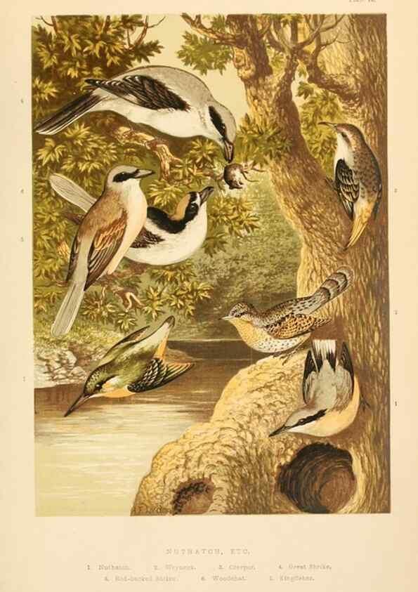 Reproducción/Reproduction 8053844549: The smaller British birds :. London :Gibbins,1894.