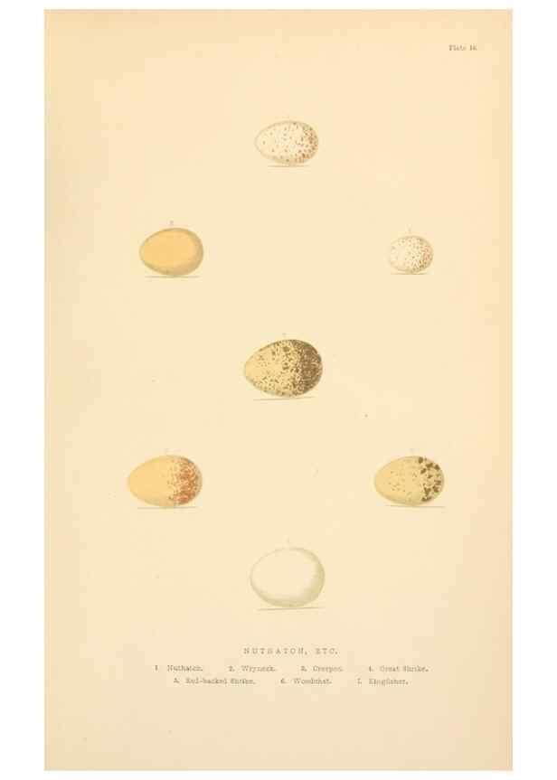 Reproducción/Reproduction 8053848310: The smaller British birds :. London :Gibbins,1894.