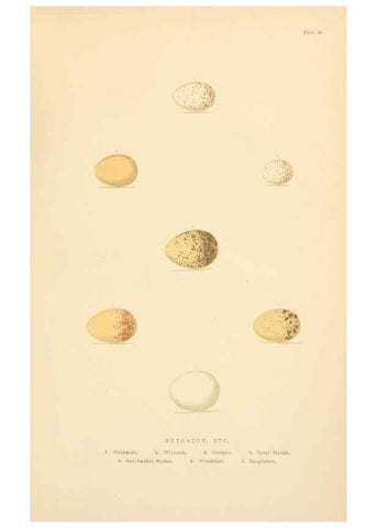 Reproducción/Reproduction 8053848310: The smaller British birds :. London :Gibbins,1894.