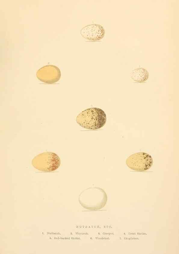 Reproducción/Reproduction 8053848310: The smaller British birds :. London :Gibbins,1894.