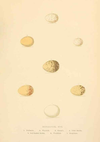 Reproducción/Reproduction 8053848310: The smaller British birds :. London :Gibbins,1894.