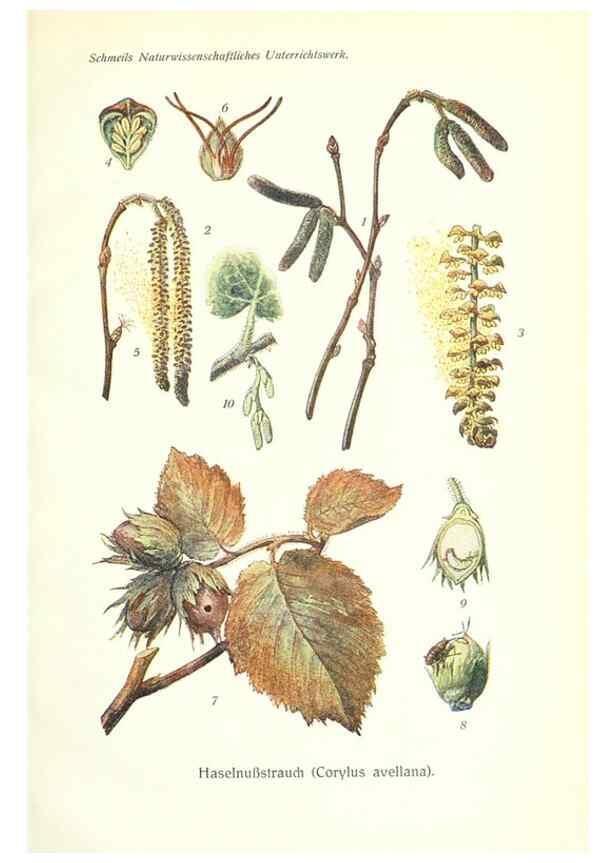 Reproducción/Reproduction 8071691141: Lehrbuch der Botanik;. LeipzigQuelle & Meyer1911