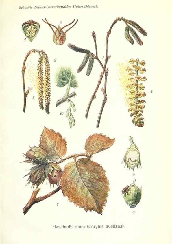 Reproducción/Reproduction 8071691141: Lehrbuch der Botanik;. LeipzigQuelle & Meyer1911