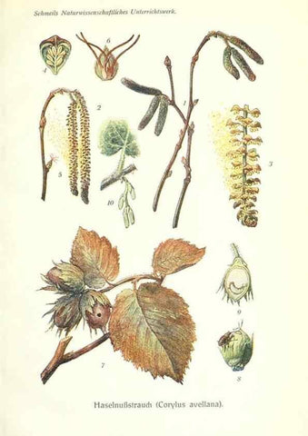 Reproducción/Reproduction 8071691141: Lehrbuch der Botanik;. LeipzigQuelle & Meyer1911