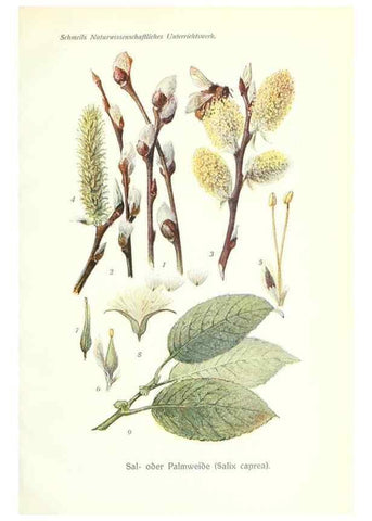 Reproducción/Reproduction 8071686170: Lehrbuch der Botanik;. LeipzigQuelle & Meyer1911