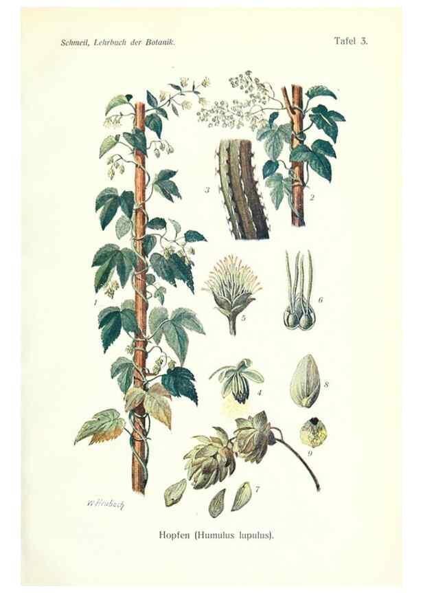 Reproducción/Reproduction 8071687214: Lehrbuch der Botanik;. LeipzigQuelle & Meyer1911