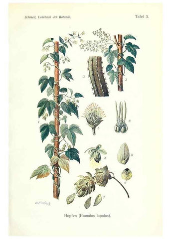 Reproducción/Reproduction 8071687214: Lehrbuch der Botanik;. LeipzigQuelle & Meyer1911