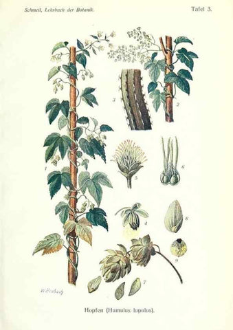 Reproducción/Reproduction 8071687214: Lehrbuch der Botanik;. LeipzigQuelle & Meyer1911