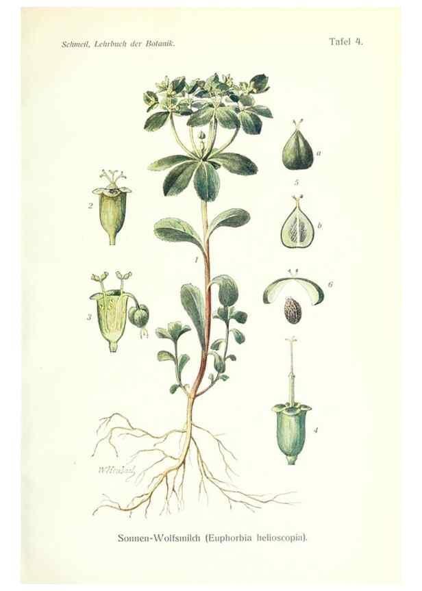 Reproducción/Reproduction 8071687852: Lehrbuch der Botanik;. LeipzigQuelle & Meyer1911