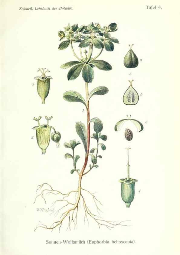 Reproducción/Reproduction 8071687852: Lehrbuch der Botanik;. LeipzigQuelle & Meyer1911