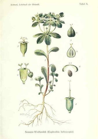 Reproducción/Reproduction 8071687852: Lehrbuch der Botanik;. LeipzigQuelle & Meyer1911
