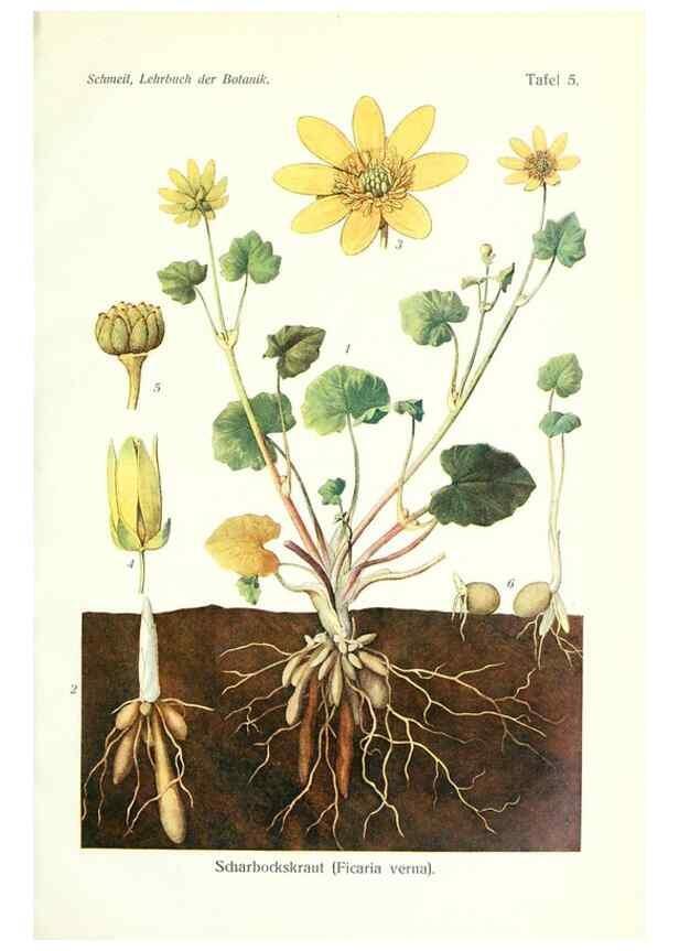 Reproducción/Reproduction 8071694655: Lehrbuch der Botanik;. LeipzigQuelle & Meyer1911