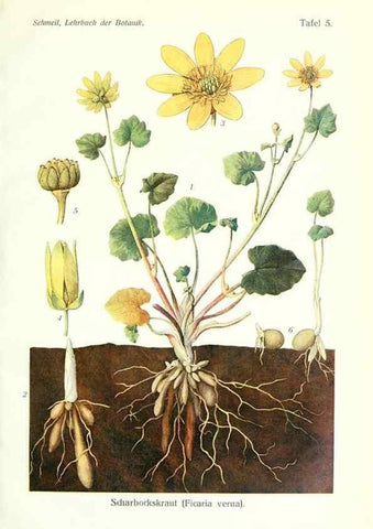 Reproducción/Reproduction 8071694655: Lehrbuch der Botanik;. LeipzigQuelle & Meyer1911