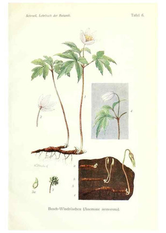 Reproducción/Reproduction 8071695357: Lehrbuch der Botanik;. LeipzigQuelle & Meyer1911