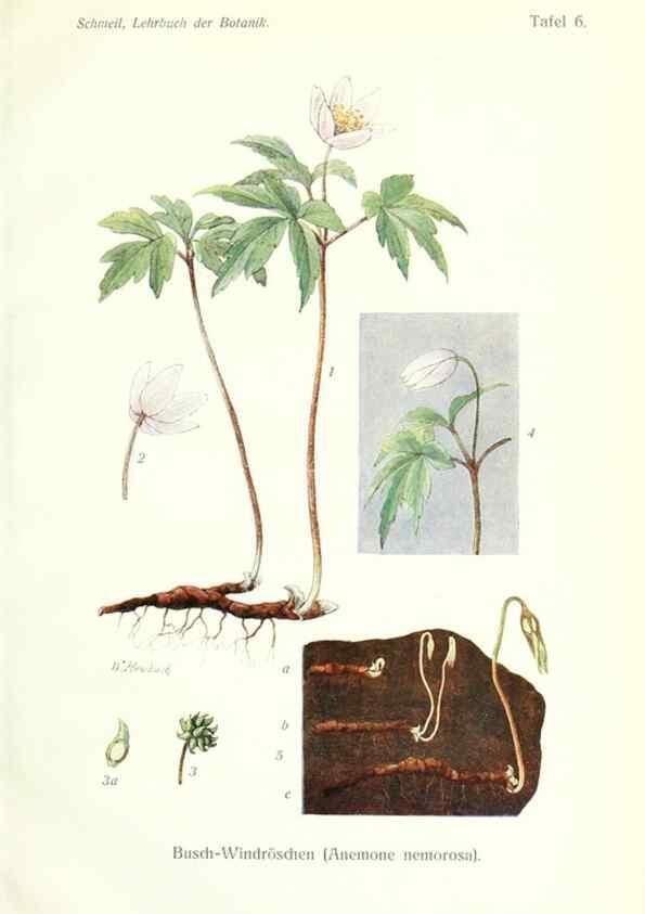 Reproducción/Reproduction 8071695357: Lehrbuch der Botanik;. LeipzigQuelle & Meyer1911