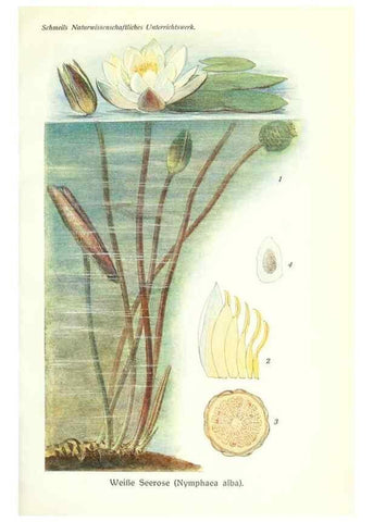 Reproducción/Reproduction 8071690468: Lehrbuch der Botanik;. LeipzigQuelle & Meyer1911