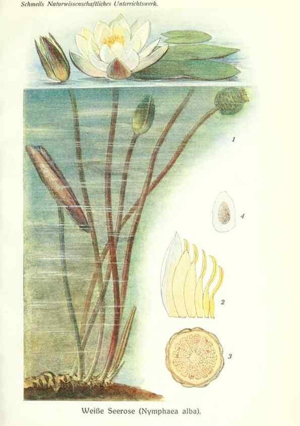 Reproducción/Reproduction 8071690468: Lehrbuch der Botanik;. LeipzigQuelle & Meyer1911