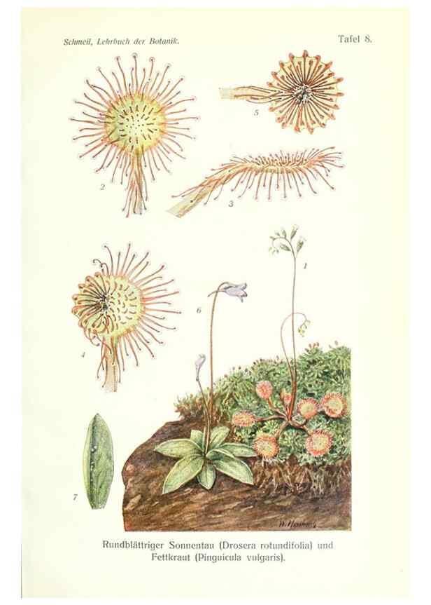 Reproducción/Reproduction 8071691582: Lehrbuch der Botanik;. LeipzigQuelle & Meyer1911