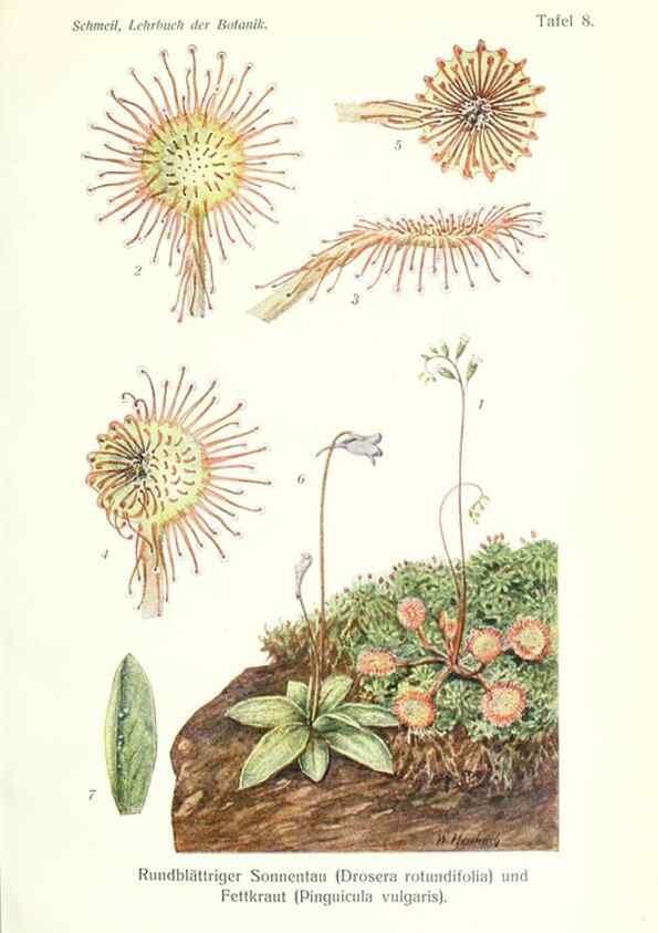 Reproducción/Reproduction 8071691582: Lehrbuch der Botanik;. LeipzigQuelle & Meyer1911