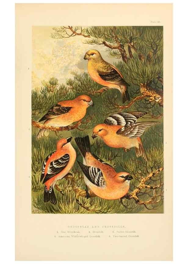 Reproducción/Reproduction 8053841041: The smaller British birds :. London :Gibbins,1894.