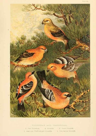 Reproducción/Reproduction 8053841041: The smaller British birds :. London :Gibbins,1894.